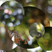 Challenge: for the collage bokeh challenge by jeneurell