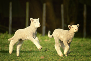 17th Sep 2023 - Leaping Lambs
