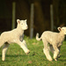 Leaping Lambs by helenw2