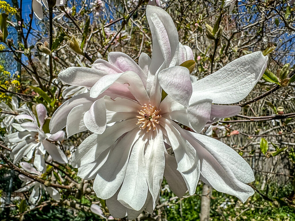 Star magnolia by pusspup