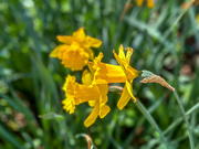 14th Sep 2023 - Daffodils