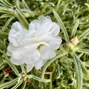 17th Sep 2023 - A sweet Portulaca bloom