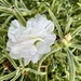 A sweet Portulaca bloom