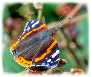 17th Sep 2023 - Red Admiral Butterfly