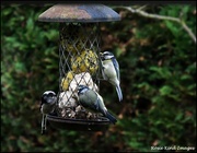 17th Sep 2023 - Sharing the feeder