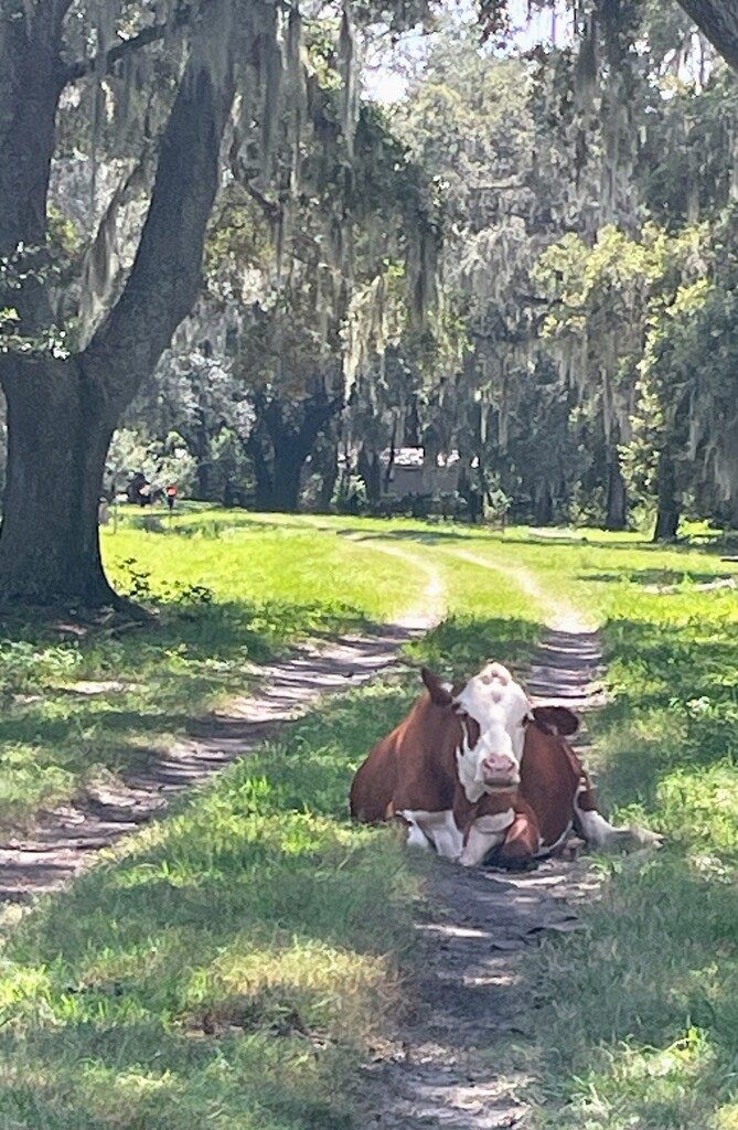Cow in the Road by wilkinscd