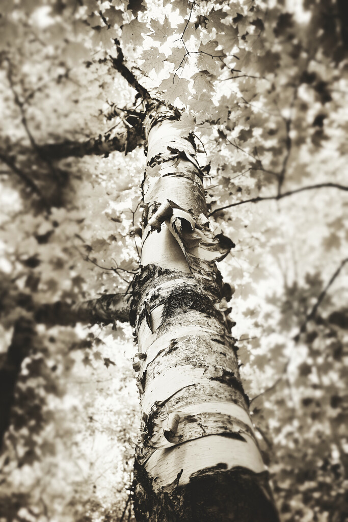 Birch-n-Maple by juliedduncan