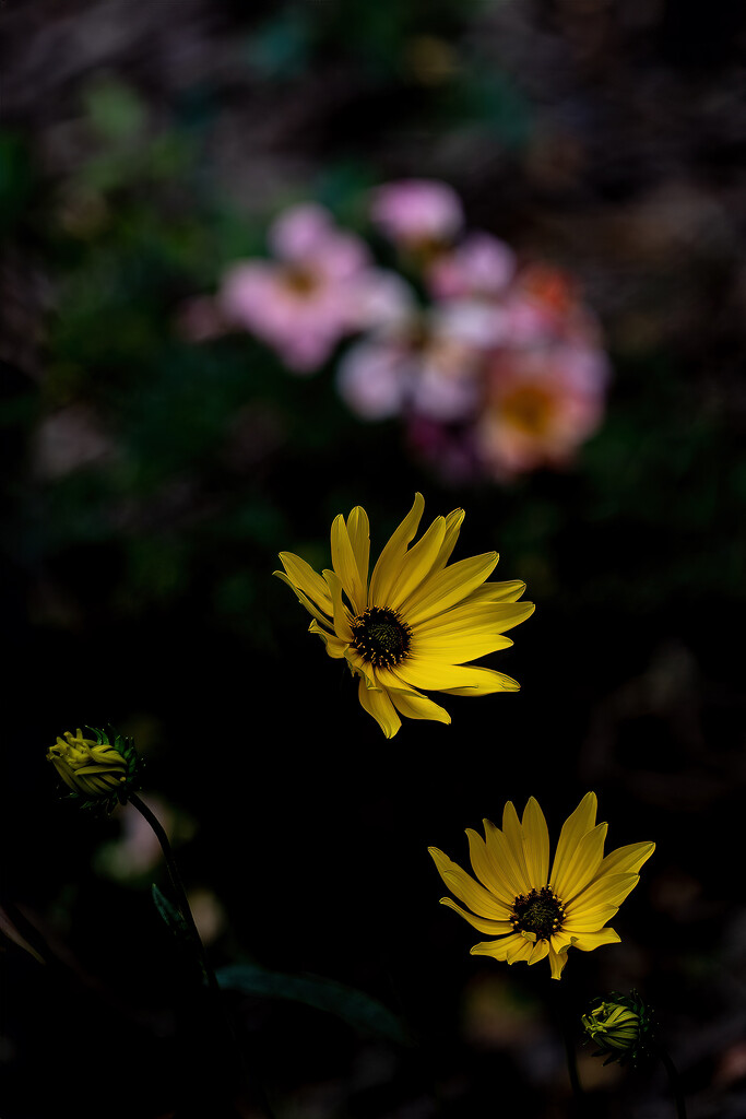 Swamp Sunflowers by k9photo