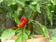 14th Sep 2023 - Peppers - A First!