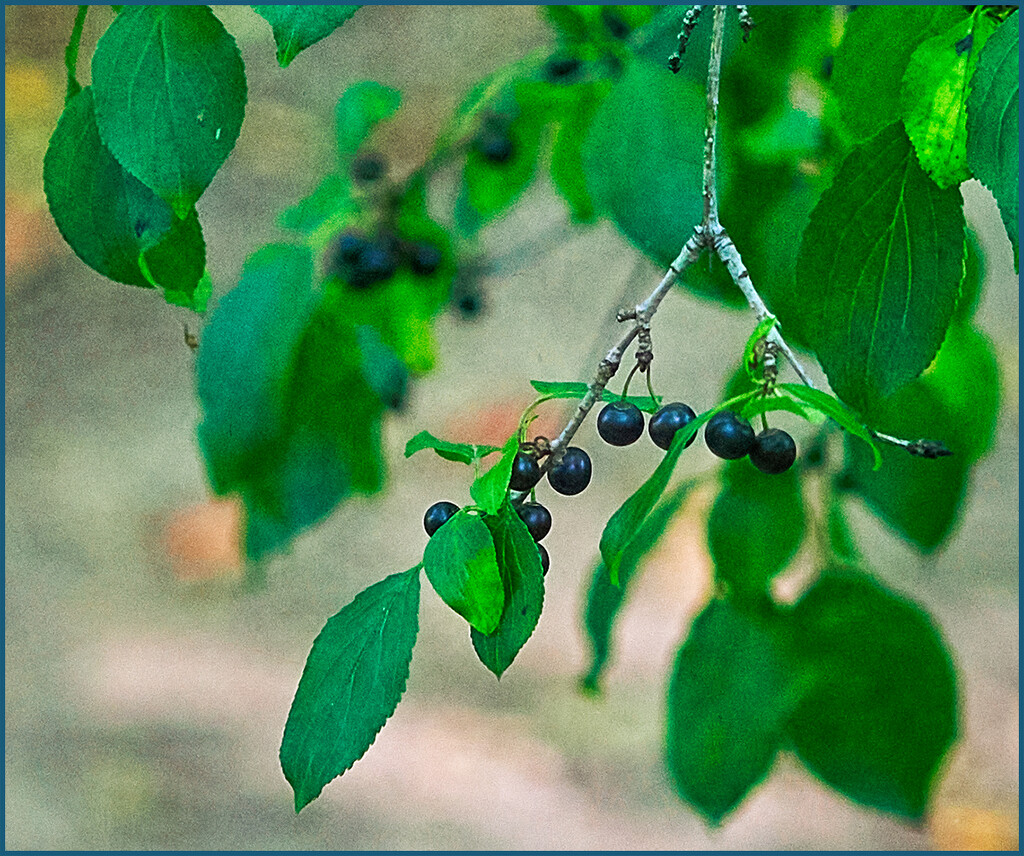 Dark Berries by gardencat