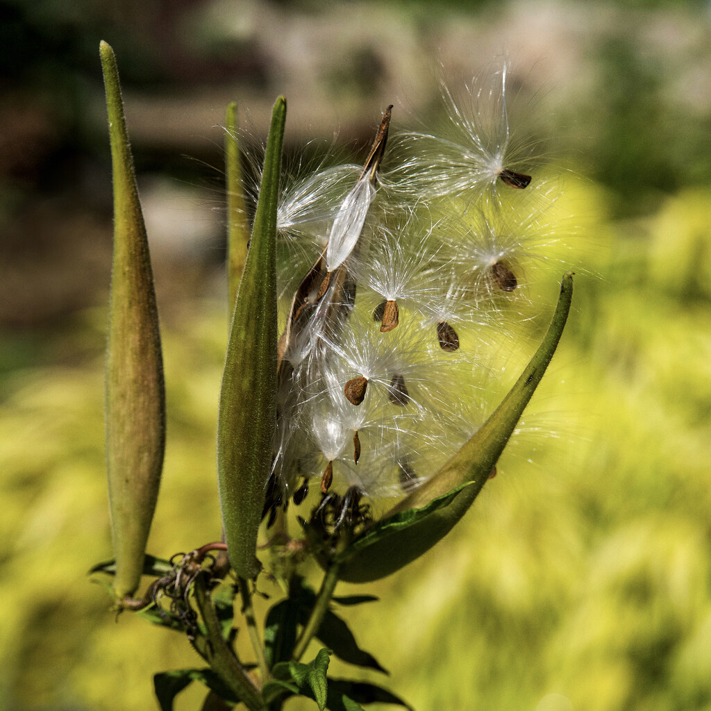 Butterfly Milkweed by berelaxed