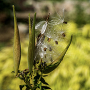 17th Sep 2023 - Butterfly Milkweed