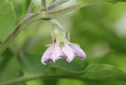17th Sep 2023 - Eggplant flower