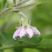 Eggplant flower