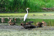 11th Sep 2023 - Egret and Ducks at the Pond