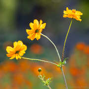 15th Sep 2023 - Cosmos Flower Trio