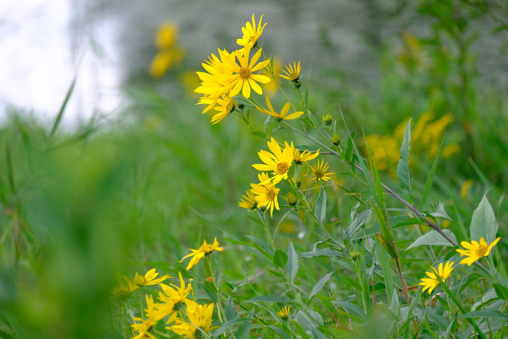 Wild Flowers at the Pond by tosee