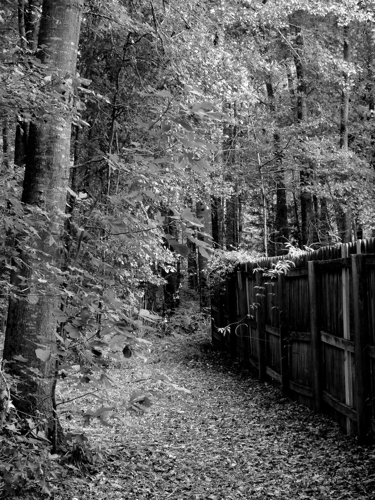 Behind the fence... by marlboromaam