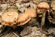 17th Sep 2023 - More cool mushrooms