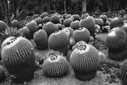 17th Sep 2023 - cactus collection