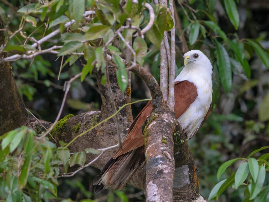 Brahminy kite on the lookout... by creative_shots