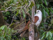 11th Sep 2023 - Brahminy kite on the lookout...