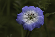 17th Sep 2023 - Meadow Flower