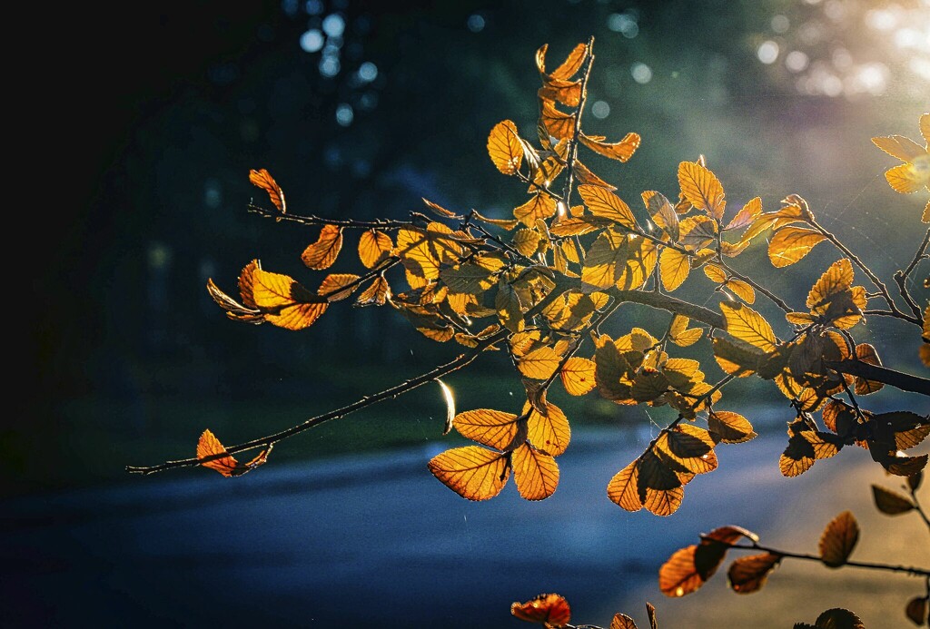 Fall Leaves by judyc57