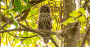 17th Sep 2023 - Barred Owl!