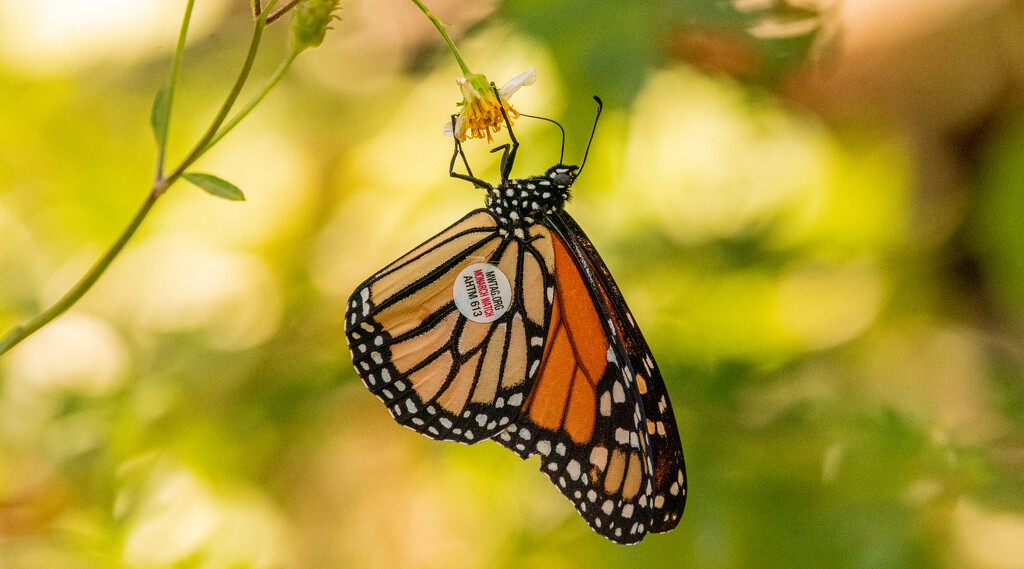 Monarch Butterfly Number 613 by rickster549