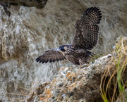 17th Sep 2023 - Peregrine Falcon