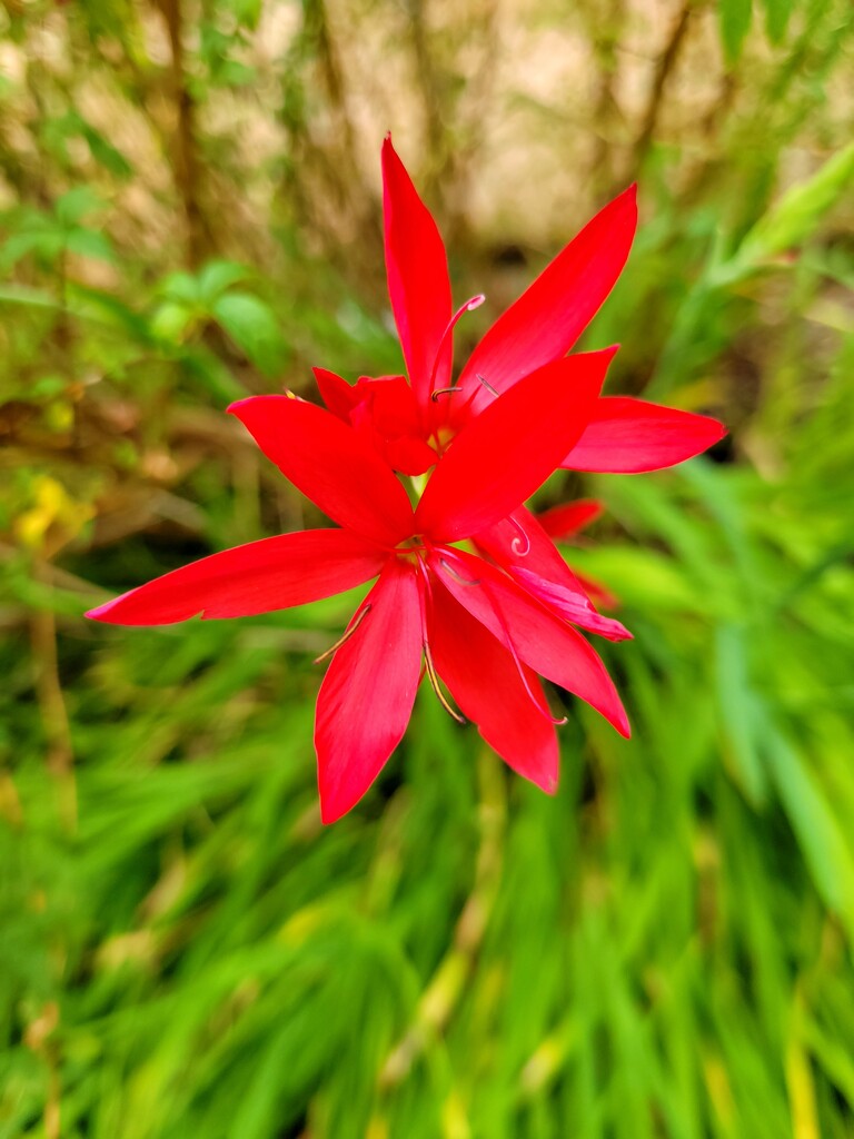 Fall Flower by kimmer50