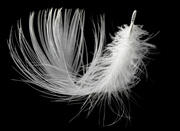 18th Sep 2023 - Feather