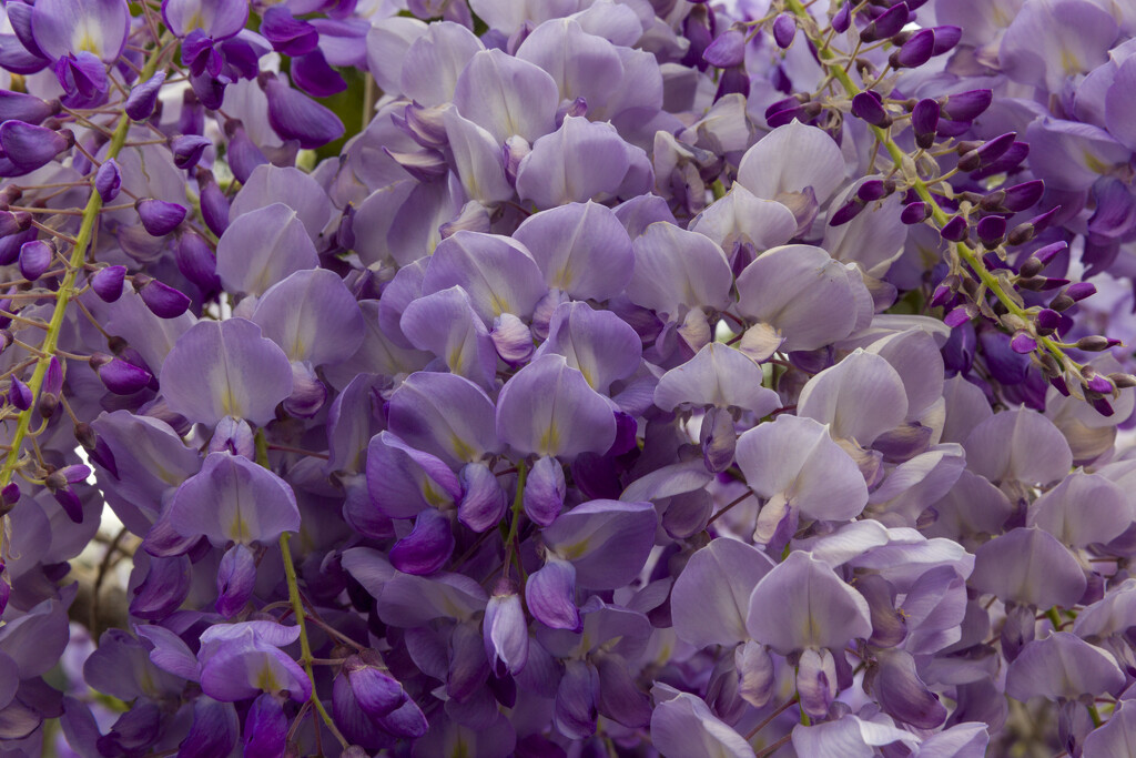 Wisteria by briaan