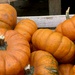 Mini pumpkins by lizgooster
