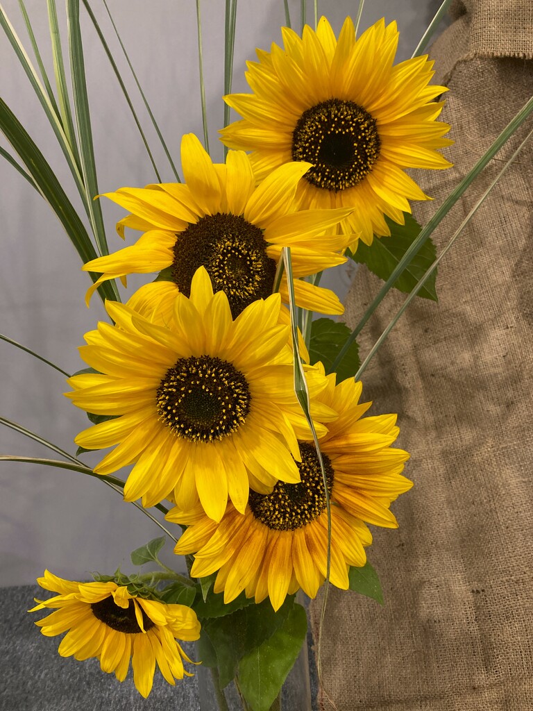 Sunflowers by 365anne