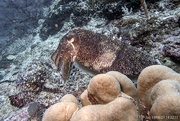 18th Sep 2023 - Cuttlefish
