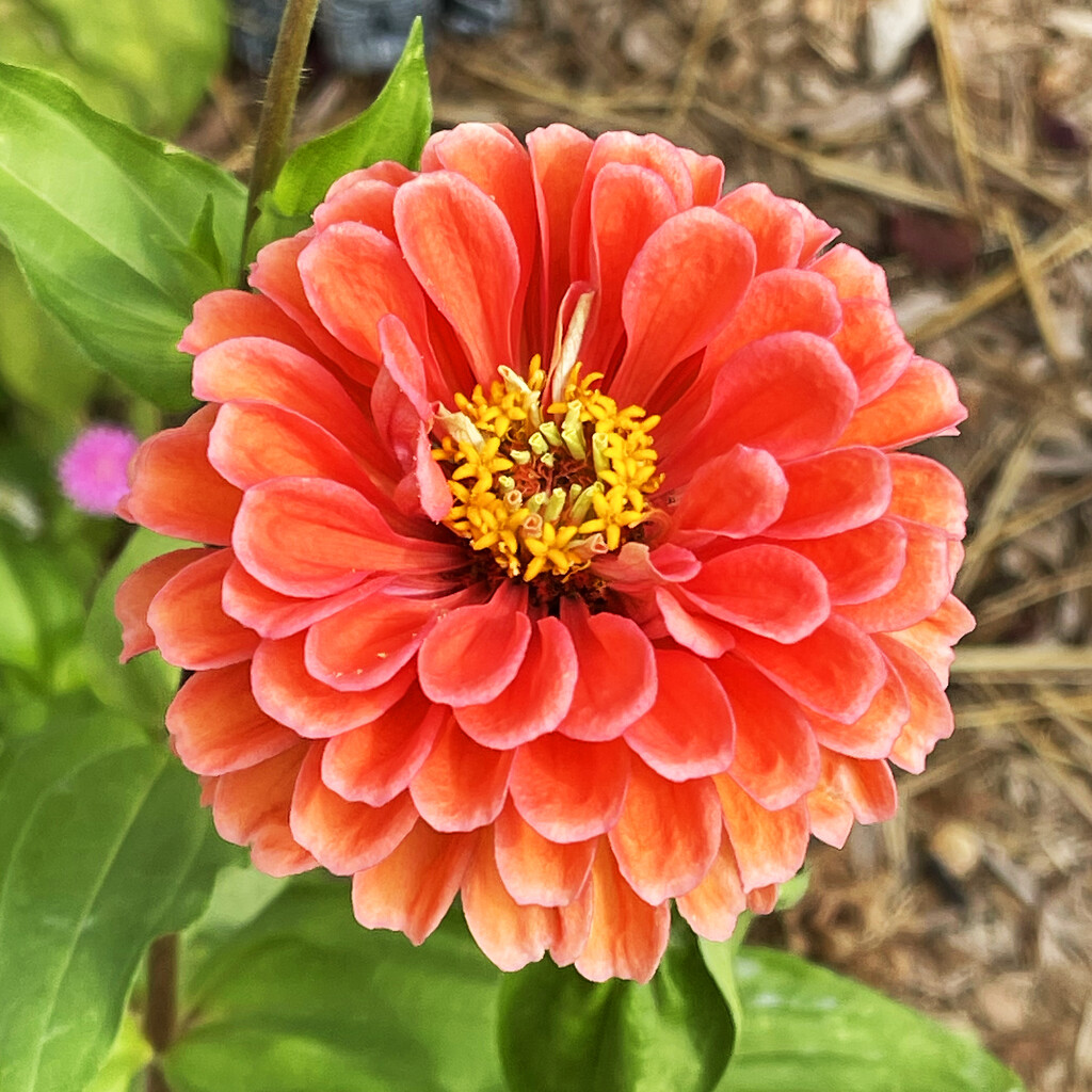 One Orange Flower by yogiw