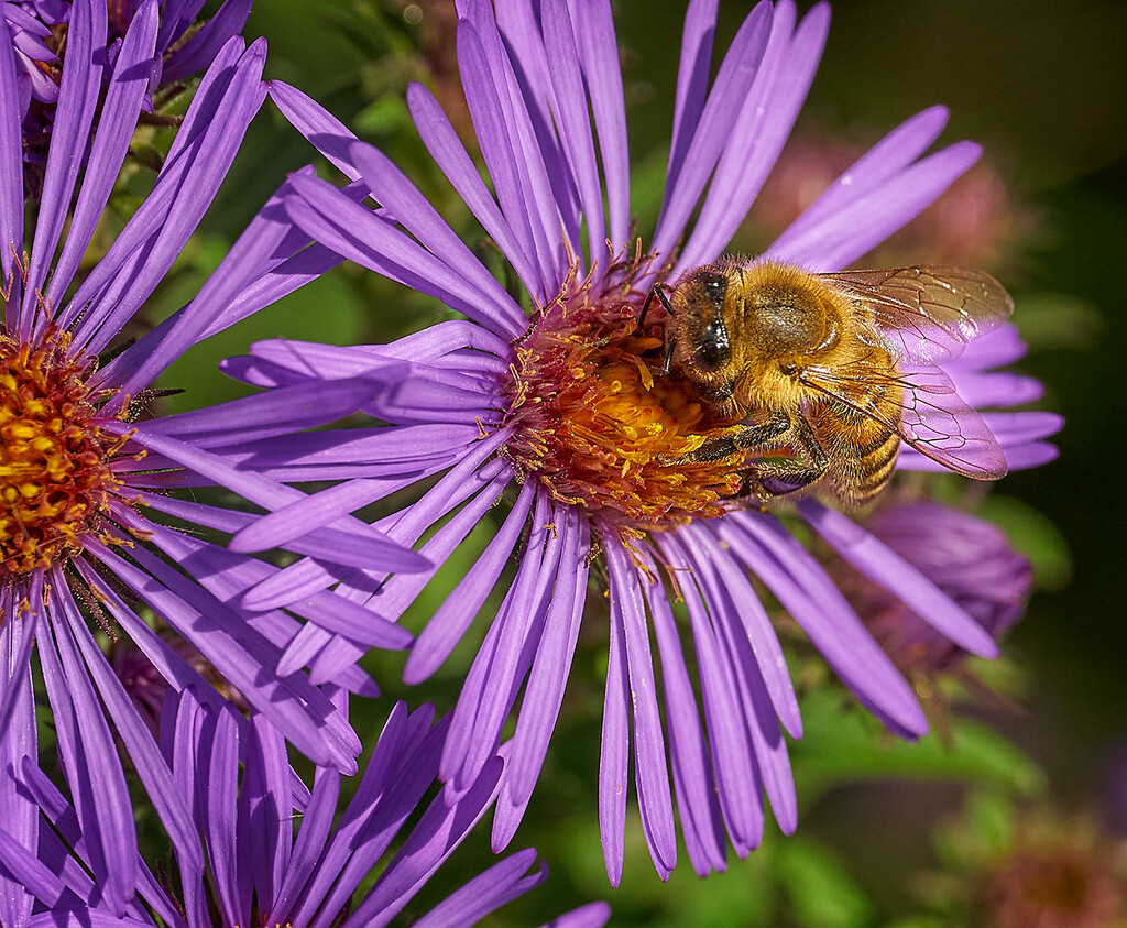 Another Golden Bee by gardencat