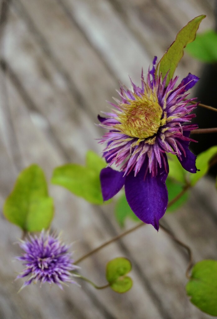 Clematis  by boxplayer