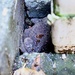 Tiny toad hiding between the bricks……..884 by neil_ge