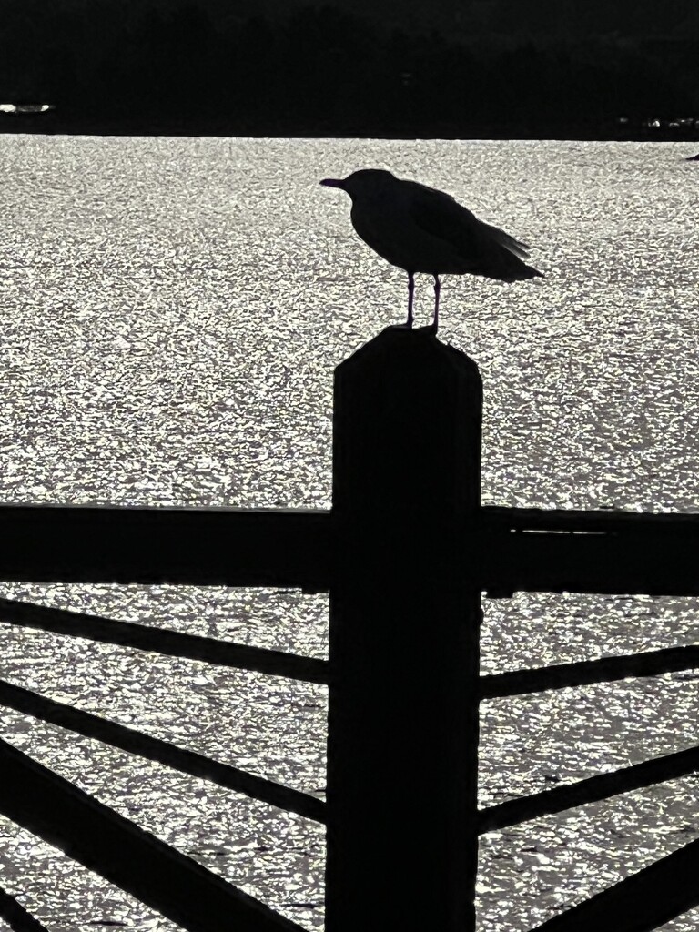 Seagull in silhouette  by radiogirl