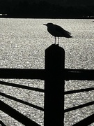 18th Sep 2023 - Seagull in silhouette 