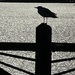 Seagull in silhouette 