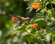 18th Sep 2023 - LHG_9640Hummingbird at the patch