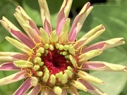 18th Sep 2023 - Zinnia Flower 