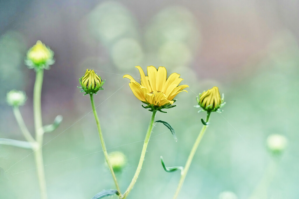 Swamp Sunflower with Buds by k9photo