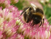 17th Sep 2023 - Sucking on Sedum 