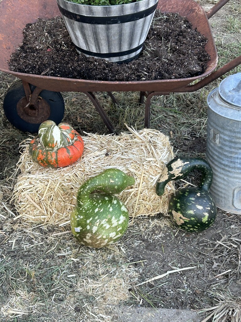 Gourds by bellasmom