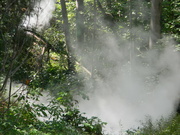18th Sep 2023 - Smoke in Forest Down Trail